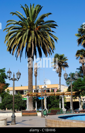 Palm tree nella piazza della città di La Ligua, Cile Foto Stock