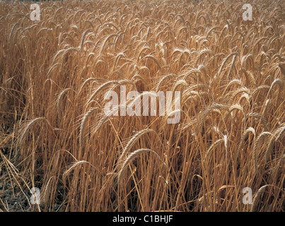 A field of ripe wheat Foto Stock