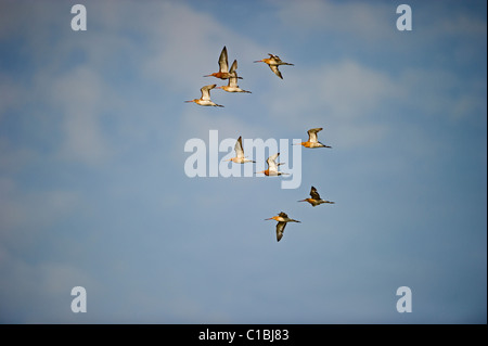 Nero-tailed Godwit Limosa limosa gregge Cley molla di Norfolk Foto Stock