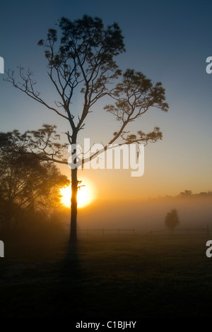 North Florida Camp cristiana sunrise. Foto Stock