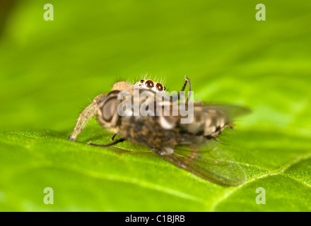 Jumping spider con la preda. Foto Stock