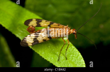 Scorpionfly (maschio Panorpa sp.). Foto Stock