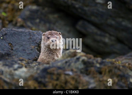 Lontra Lutra lutra Shetland femmina Giugno Foto Stock