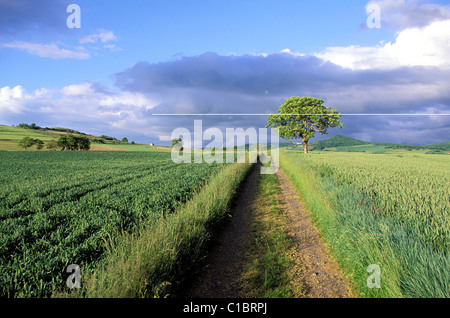 Francia, Puy de Dome, un paesaggio agricolo nei pressi di vic le comte bas Livradois Foto Stock