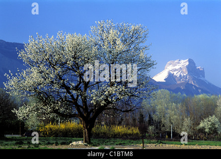 Francia, Isere, Dent de Crolles in Chartreuse parco naturale regionale visto dalla valle Gresivaudan Foto Stock