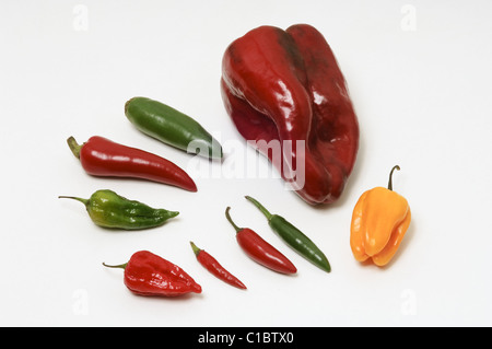 Selezione di varietà di peperoncino su uno sfondo bianco - Poblano, Habanero, Serrano, Bird's Eye, Dorset Naga e Jalapeno. Foto Stock