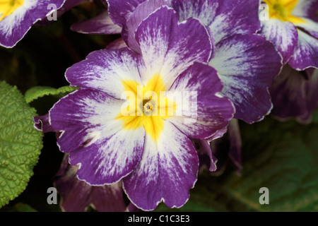Primula vulgaris, Regno Unito Primula nativo. Fiore di primavera trovati nei boschi Foto Stock