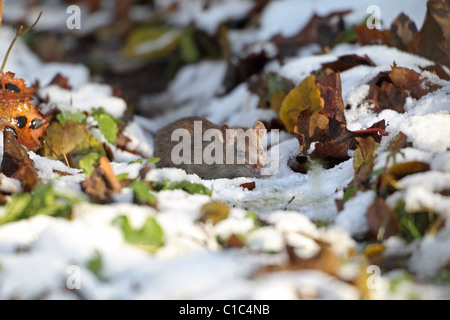 Marrone fognature comune Hannover ratto, Norvegia rat, Marrone Norvegia Norwegian Wharf Rat (Rattus norvegicus) Foto Stock