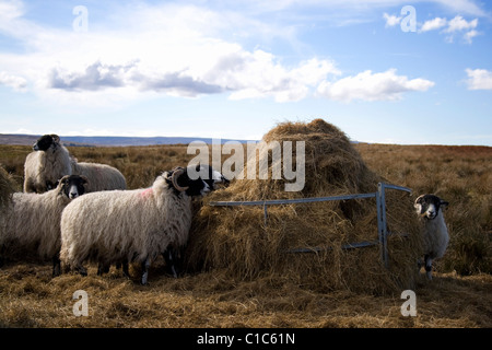 Swaledale pecore a un alimentatore di fieno Foto Stock