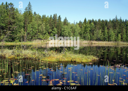 Palude di calmo lago in Finlandia Foto Stock