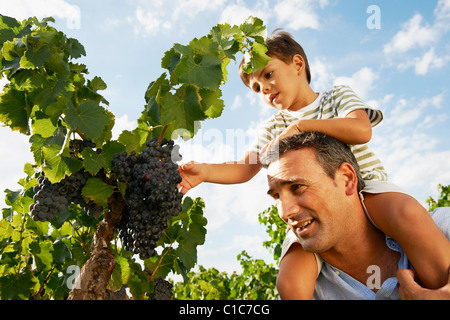 Padre e figlio guardando uva Foto Stock
