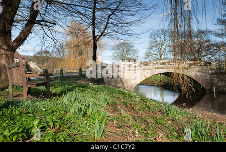 Snowdrops sulla sponda del fiume nel villaggio di Sinnington Foto Stock