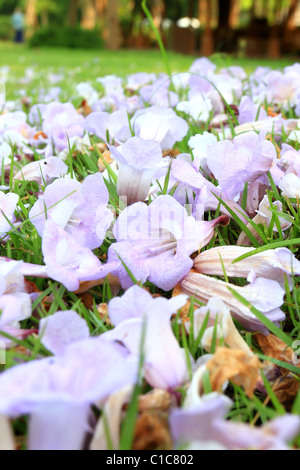 Viola e crocus bianco campo con erba in primavera tempo Foto Stock