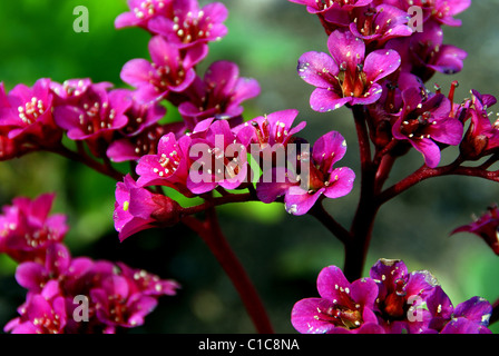 Bergenia Cordifolia Fiori Foto Stock