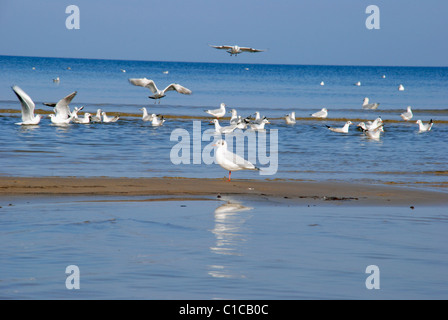 Raduni di gabbiani - è come una piccola comunità affacciata sul mare Foto Stock