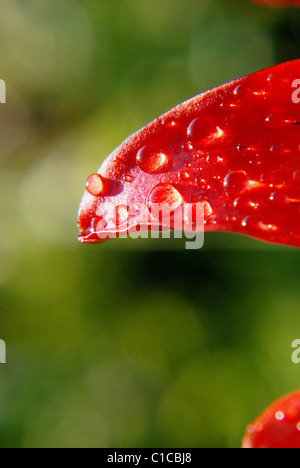 Awesome foglia rossa coperta da un po' di dewdrops. Foto Stock