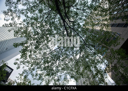 Guardando in alto attraverso un albero nel bel mezzo di Manhattan, New York City, Stati Uniti d'America Foto Stock