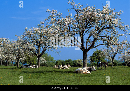 Francia, Calvados, Norman vacche sotto fioriti alberi di apple a Vieux Pont en Auge Foto Stock