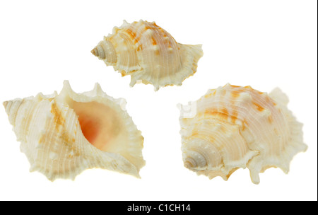 Mare cockleshell. Essa è isolata su uno sfondo bianco. Foto Stock