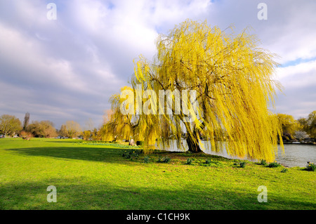 Giallo salice piangente albero sulla riva del fiume Foto Stock