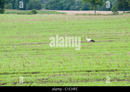 Stork camminando sul prato verde Foto Stock