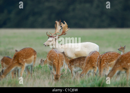 White Buck con cerve alimentazione su un campo, Dyrehaven Danimarca Foto Stock