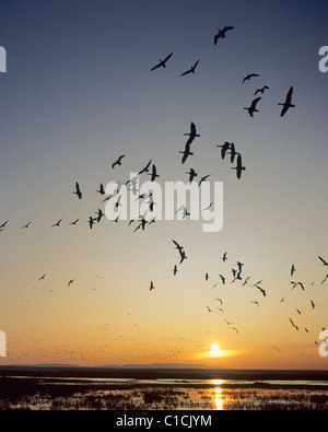 Gli orari di alba e tramonto, le oche delle nevi, Bosgue del Apache National Wildlife Refuge, nuovo Messico Foto Stock