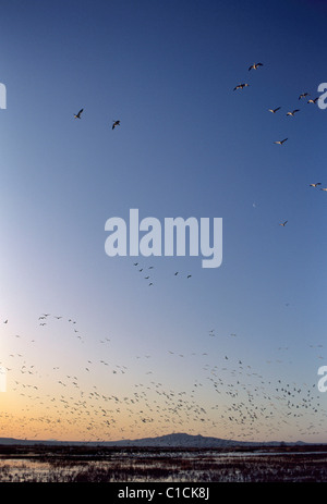 Gli orari di alba e tramonto, le oche delle nevi, Bosgue del Apache National Wildlife Refuge, nuovo Messico Foto Stock