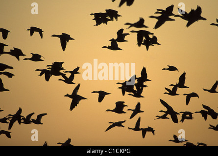 Gli orari di alba e tramonto, le oche delle nevi, Bosgue del Apache National Wildlife Refuge, nuovo Messico Foto Stock