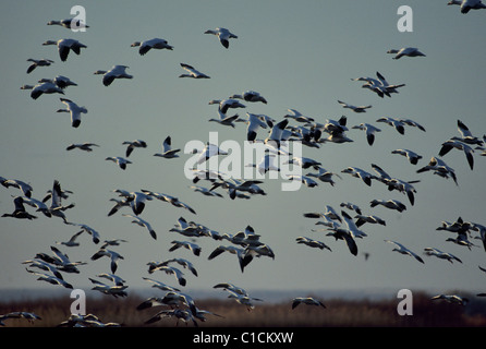 Gli orari di alba e tramonto, le oche delle nevi, Bosgue del Apache National Wildlife Refuge, nuovo Messico Foto Stock