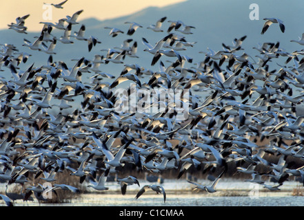 Gli orari di alba e tramonto, le oche delle nevi, Bosgue del Apache National Wildlife Refuge, nuovo Messico Foto Stock