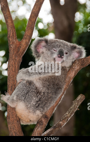 Koala (Phascolarctos cinereus), Riserva Naturale di Currumbin, Currumbin, Queensland, Australia. Foto Stock