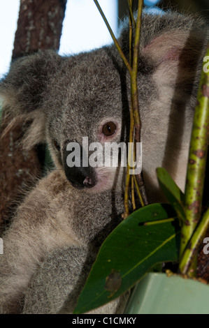 Il Koala, Riserva Naturale di Currumbin, Currumbin, Queensland, Australia. Foto Stock