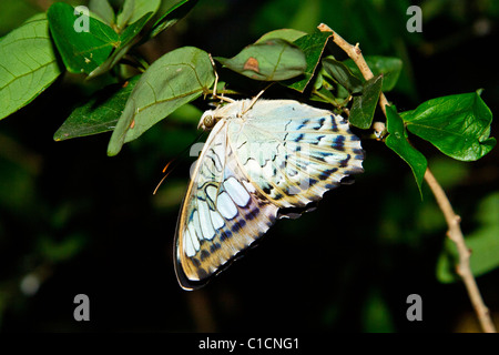 Casa delle farfalle - Aeroporto Changi Foto Stock