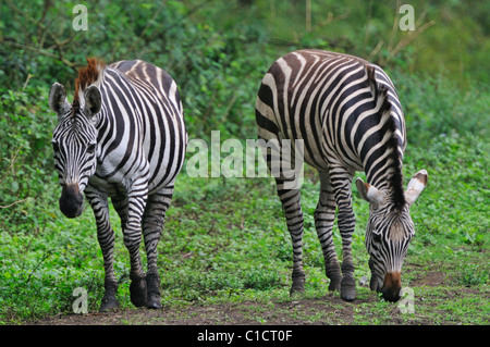 Zebre vicino ad Arusha in Tanzania Foto Stock