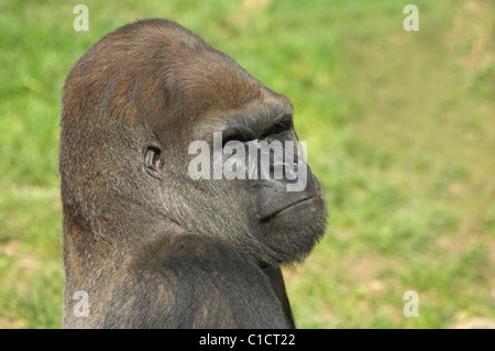 Maschio di pianura occidentale (Gorilla Gorilla gorilla gorilla) captive Foto Stock