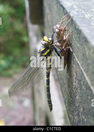 Golden inanellato Dragonfly (Cordulegaster boltonii Cordulegasteridae) emergenti su un percorso a piedi porta vicina Porlock, Somerset, Inghilterra. Foto Stock
