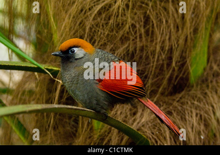 Red-tailed ridere i tordi Trochalopteron milnei captive Foto Stock