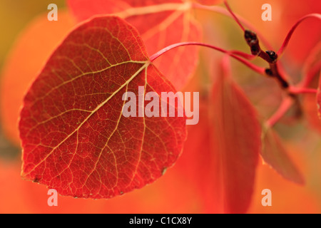 Immagine macro di un rosso aspen leaf a 10.200 sento alzata in Rock Creek Canyon, orientale gamma Sierra-Nevada, California, Stati Uniti d'America. Foto Stock