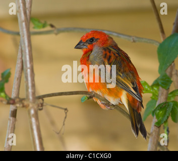 Madagascar Fody Foudia madagascariensis captive Foto Stock