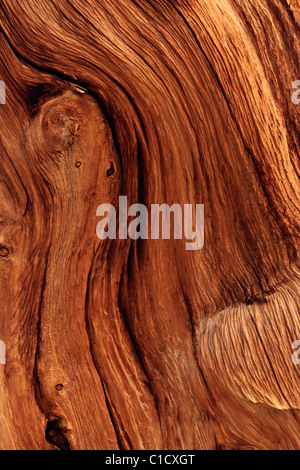 Dettaglio porzione di antichi pini bristlecone, Schulman Grove, White Mountains, California, Stati Uniti d'America.