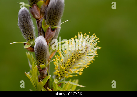 Close-up di un amento di Salice. Foto Stock