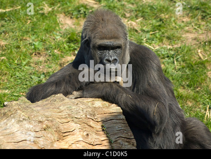 Pianura occidentale (Gorilla Gorilla gorilla gorilla) captive Foto Stock