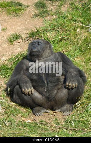 Femmina pianura occidentale Gorilla Gorilla gorilla gorilla captive Foto Stock