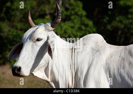 Bestiame Brahman, Osa Peninsula, Costa Rica Foto Stock