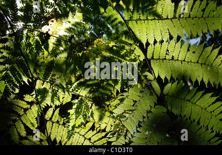 Luce del sole che filtra attraverso il baldacchino della foresta pluviale su felci vicino al suolo della foresta, Osa Peninsula, Costa Rica Foto Stock