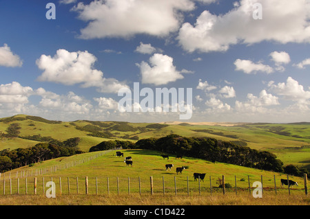 Campagna nei pressi di Cape Reinga, regione di Northland, Isola del nord, Nuova Zelanda Foto Stock