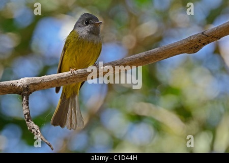 Grigio guidato canarino flycatcher, Culicicapa ceylonensis in un bosco in India Foto Stock