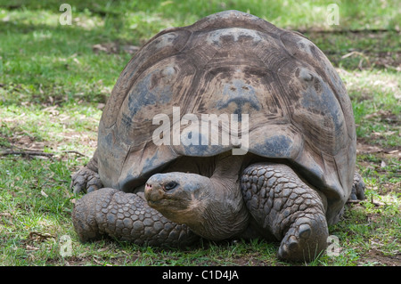 La più grande specie vivente di tartaruga, la tartaruga gigante delle Galapagos Chelonoidis nigra Foto Stock