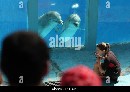 Spettacolo di Delfini in Zoomarine. Algarve Portogallo Foto Stock